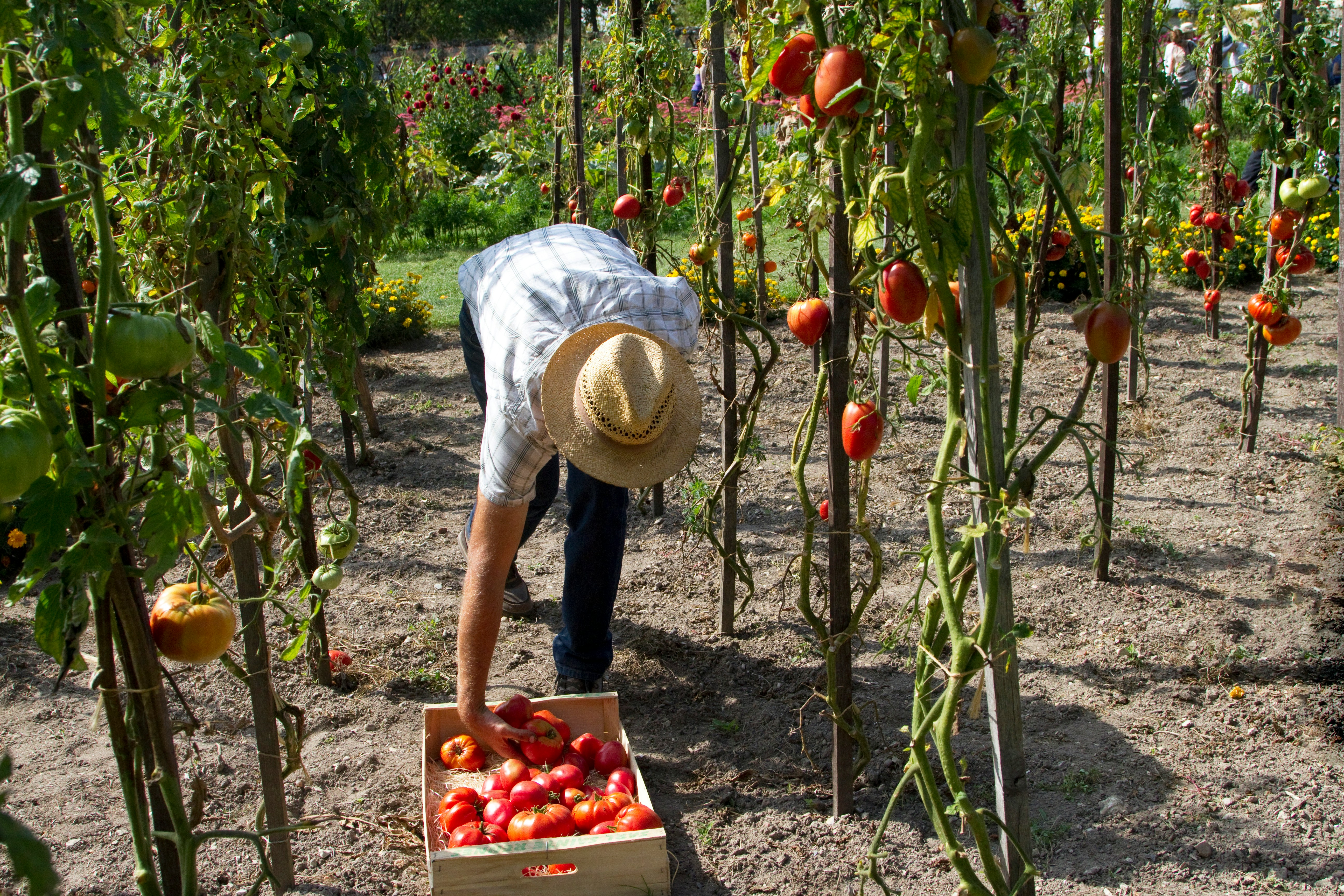 Harvesting process